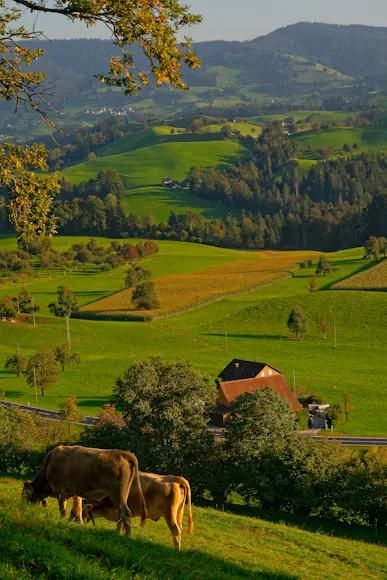 Rolling farmland and pasture in a green valley with cattle grazing