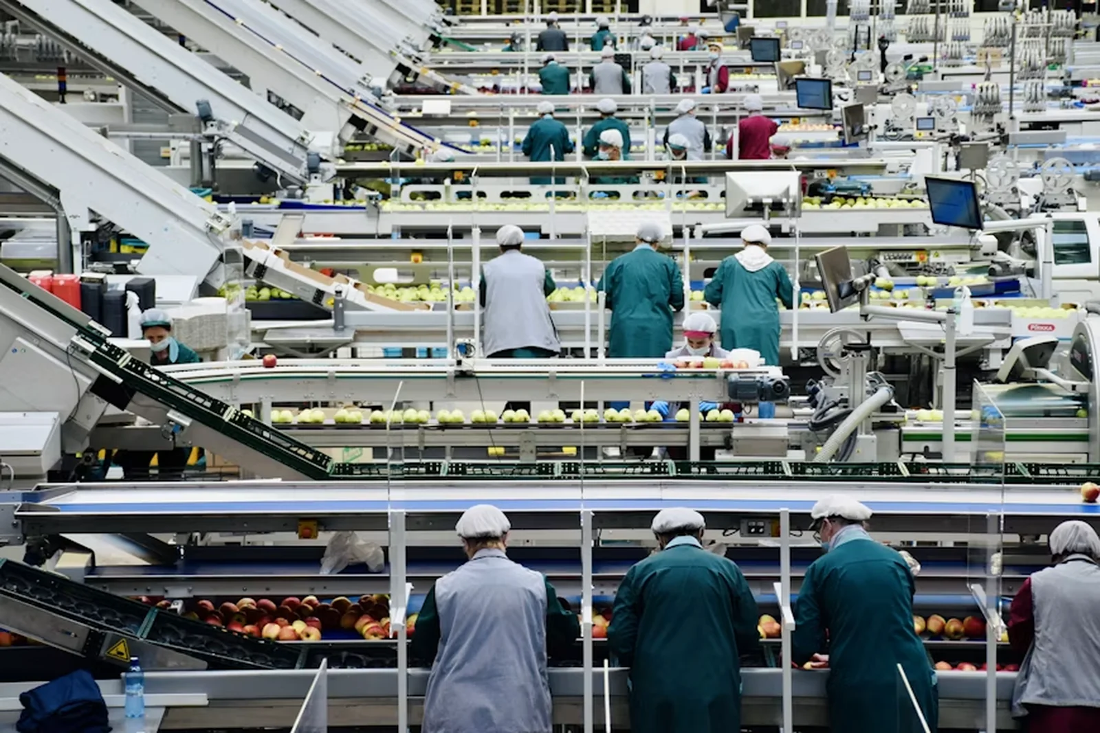 Workers grading and packing fresh produce along a processing line