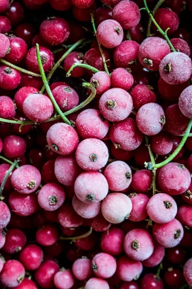 Frost-covered red currants, frozen produce