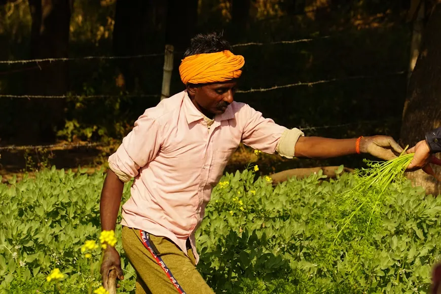 Farmer harvesting fresh green produce by hand in a field