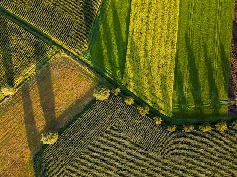 Aerial view of patchwork farmland fields in green and gold